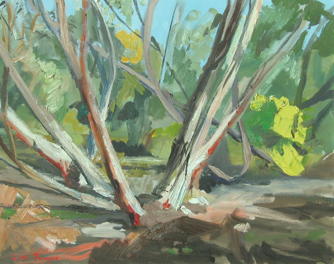 Paintings from Life - Australian Landscapes & Still Life - Lise Temple ...